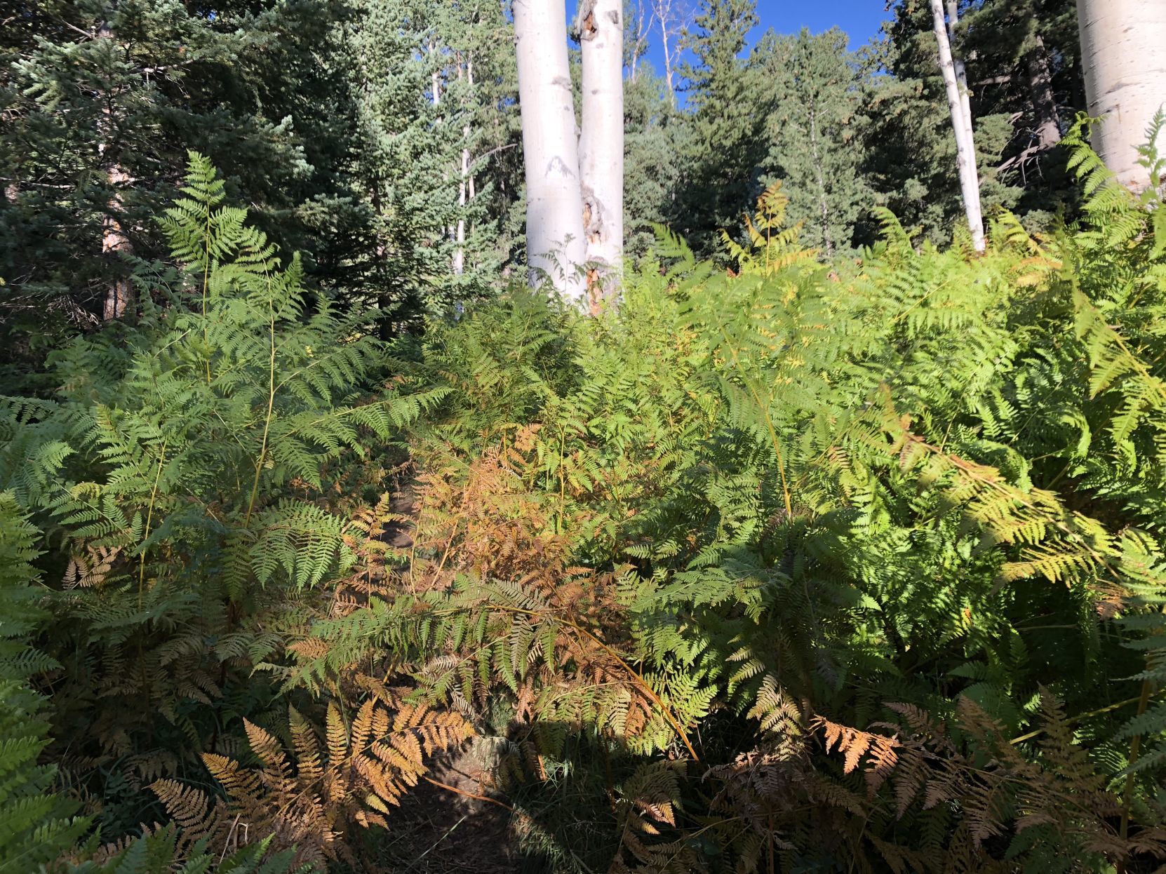 kachina ferns 2